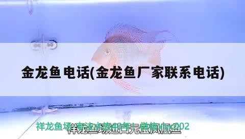 溫縣魚(yú)缸哪里有賣(mài)？如何選擇適合的魚(yú)缸？，溫縣魚(yú)缸哪里有賣(mài)如何選擇適合的魚(yú)缸如何選擇適合的魚(yú)缸