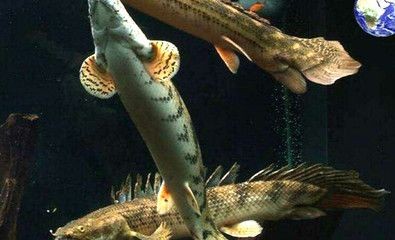六角恐龍魚吃小魚嗎：六角恐龍魚如何捕食小魚六角恐龍魚的繁殖習(xí)性介紹