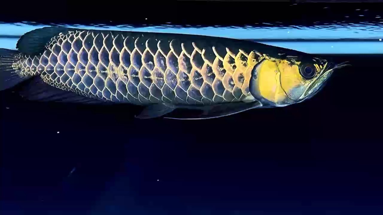 品牌魚缸排行榜前十名圖片（產品牌魚缸排行榜）