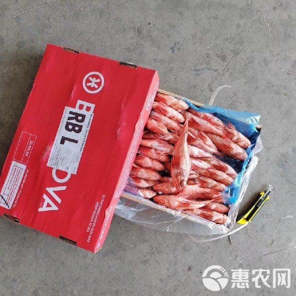 紅虎魚多少一斤
