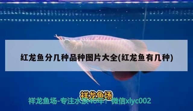 魚(yú)缸喂食管理的有效策略：魚(yú)缸喂食管理的一些有效策略