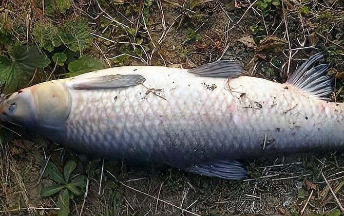 青魚多少錢一斤？
