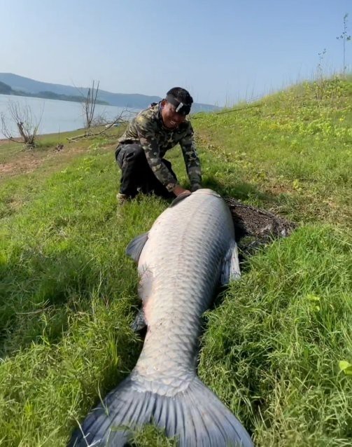 青魚多少錢一斤？