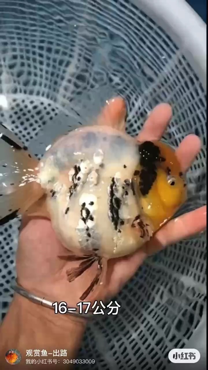 一起來養魚