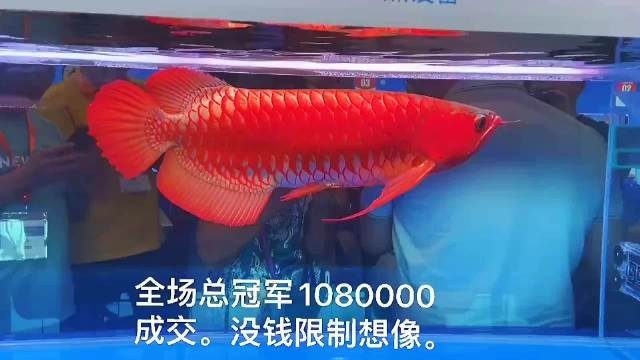 如何關(guān)注龍魚錦標(biāo)賽的最新動態(tài)？