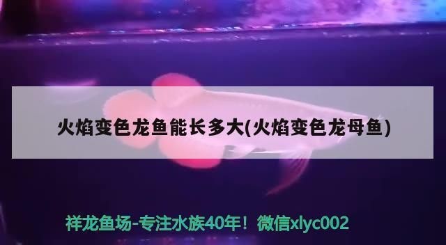 龍魚缸過濾系統(tǒng)圖解：如何自制魚缸過濾系統(tǒng),龍魚缸水質(zhì)管理技巧