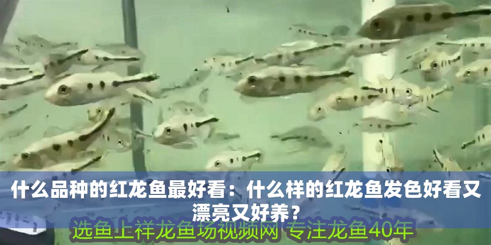 什么品種的紅龍魚最好看：什么樣的紅龍魚發色好看又漂亮又好養？ 什么品種的紅龍魚最好看：什么樣的紅龍魚發色好看又漂亮又好養？ 龍魚百科 第1張