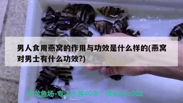 銀龍魚(yú)的養(yǎng)殖方法和注意事項(xiàng)有哪些圖片視頻大全（銀龍魚(yú)的養(yǎng)殖要求）