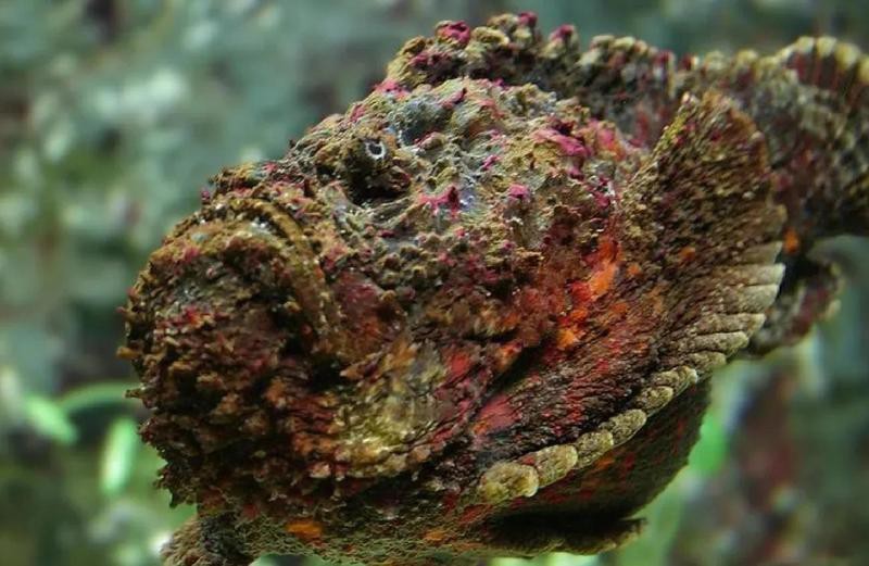 石狗公魚為何不建議吃 石狗公魚為何不建議吃 龍魚論壇 第2張