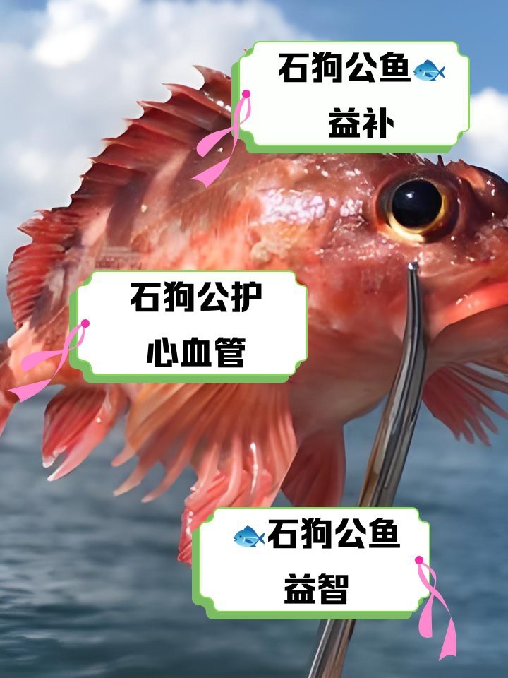 石狗公魚為何不建議吃 石狗公魚為何不建議吃 龍魚論壇 第3張