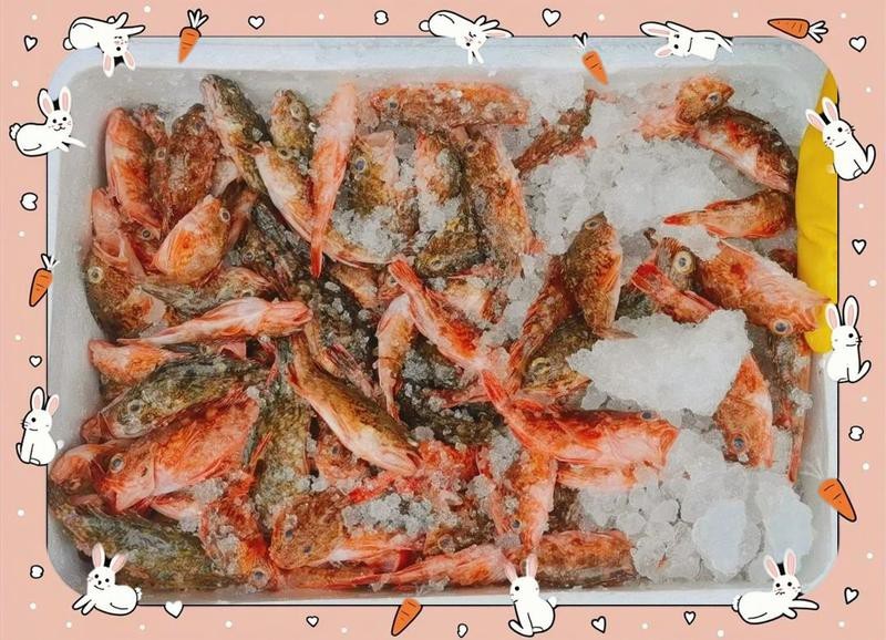 石狗公魚為何不建議吃 石狗公魚為何不建議吃 龍魚論壇 第5張
