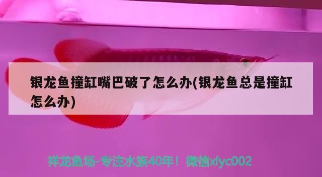 銀龍魚撞缸嘴巴破了怎么辦(銀龍魚總是撞缸怎么辦)