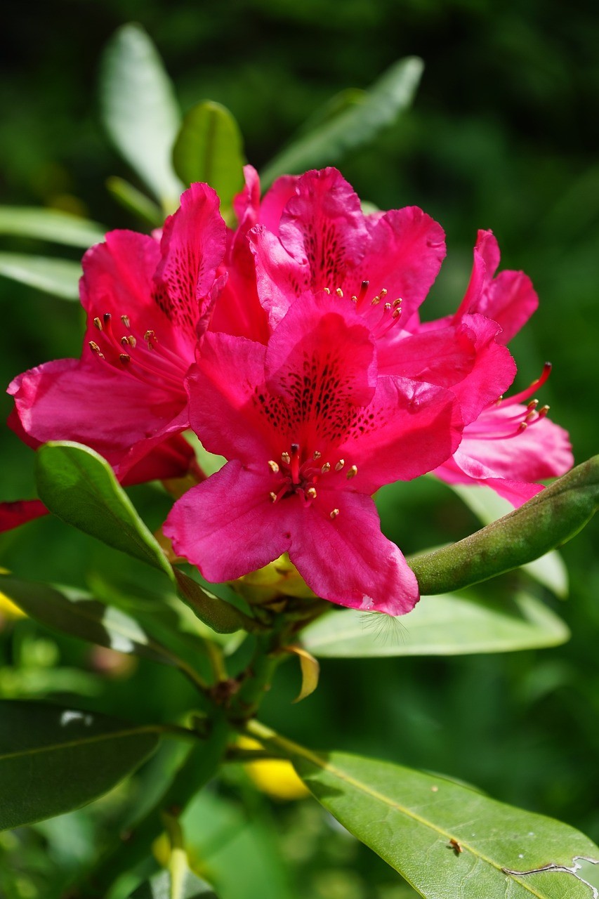張店紫情花緣花卉經(jīng)營部 （張店紫情花緣花卉經(jīng)營部地址）