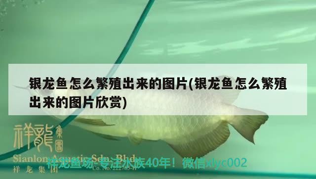 銀龍魚怎么繁殖出來的圖片(銀龍魚怎么繁殖出來的圖片欣賞)