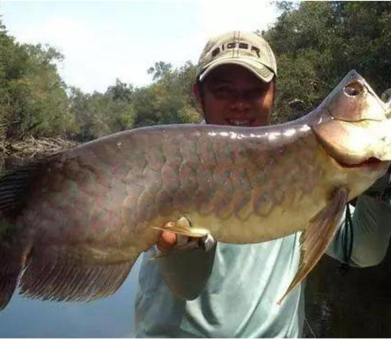 這條龍魚(yú)為什么這么值錢(qián)？
