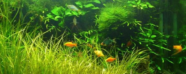 如何調節魚缸水溫：調節魚缸水溫的方法
