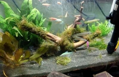 如何調節魚缸水溫：調節魚缸水溫的方法