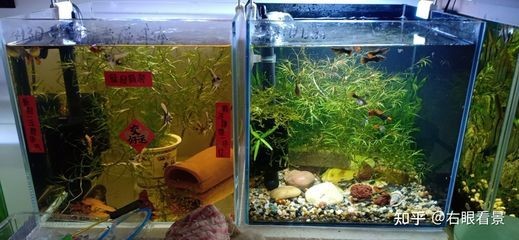 如何調節魚缸水溫：調節魚缸水溫的方法