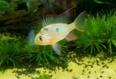 如何調節魚缸水溫：調節魚缸水溫的方法