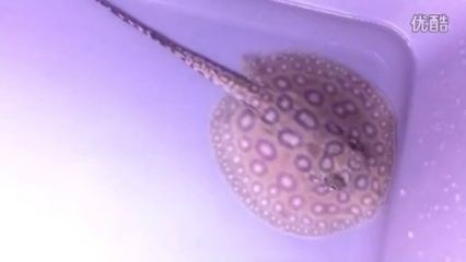 黑帝王魟魚市場需求分析，黑帝王魟魚養殖技術要點