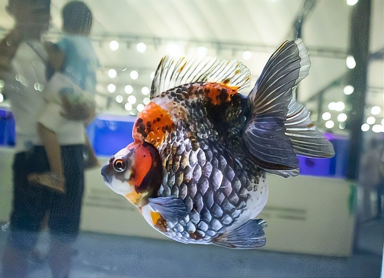 介紹一下中國金魚大賽的歷史