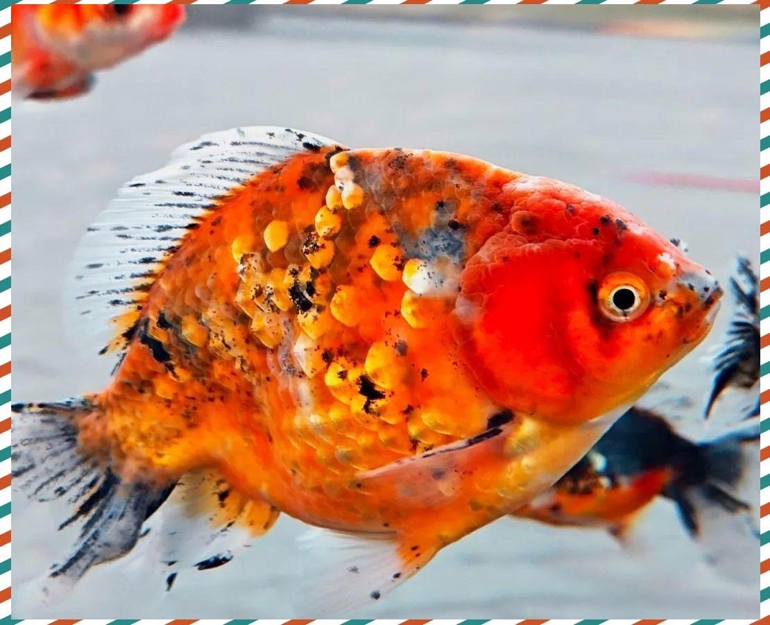 介紹一下中國金魚大賽的歷史