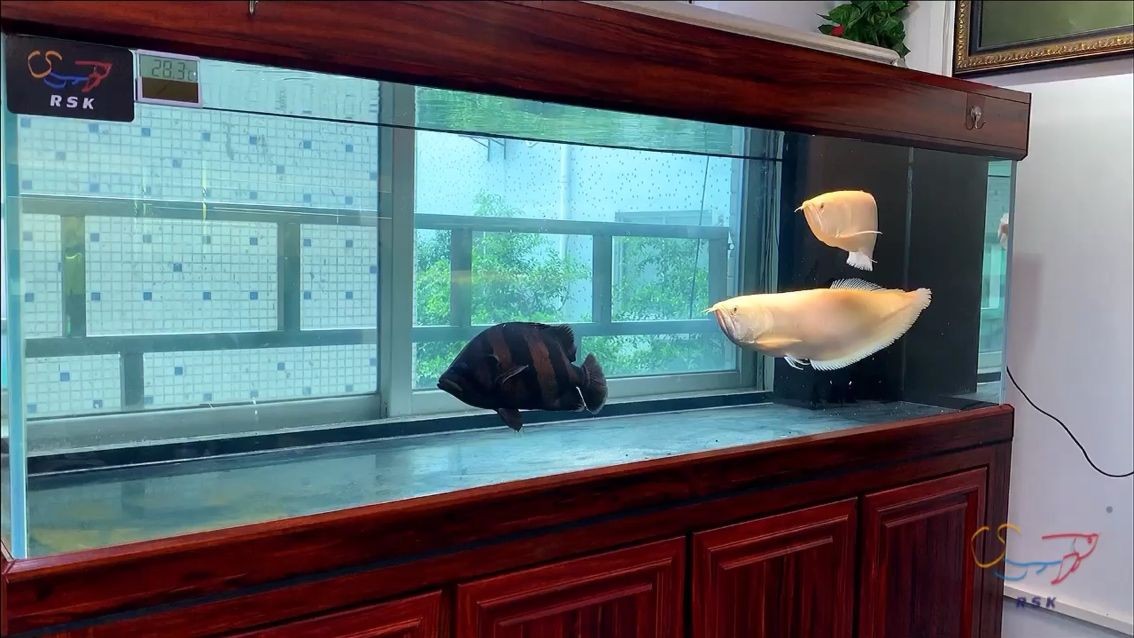 魚缸里的青苔鼠魚缸里的青苔鼠魚缸里的青苔，最簡單的去除方法：魚缸里的青苔怎么清理