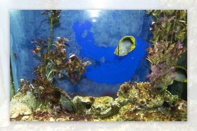 養龍魚的缸粘風景背景圖好嗎：養龍魚的缸粘風景圖有一定的優點，但也有需要注意的地方