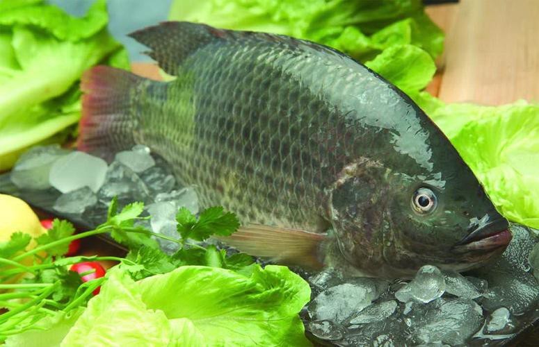 福壽魚圖片