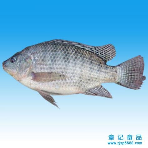 福壽魚圖片