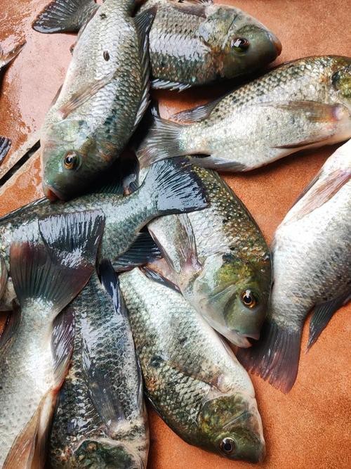 福壽魚圖片