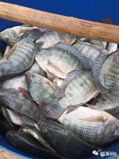福壽魚圖片