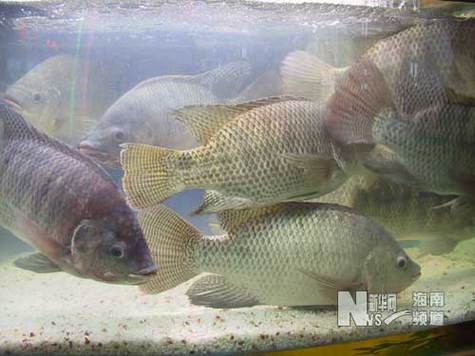 福壽魚圖片