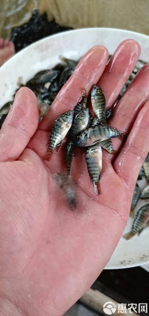 福壽魚圖片