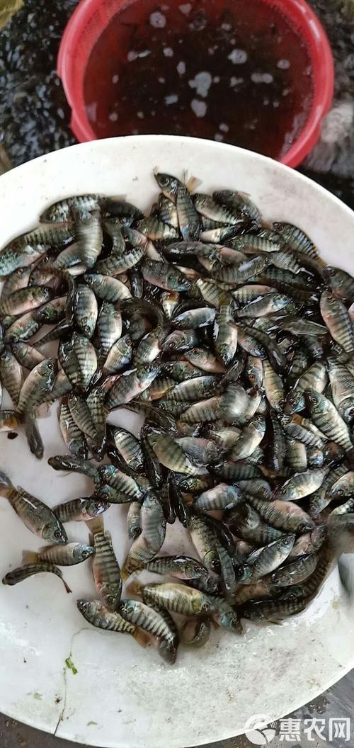 福壽魚圖片