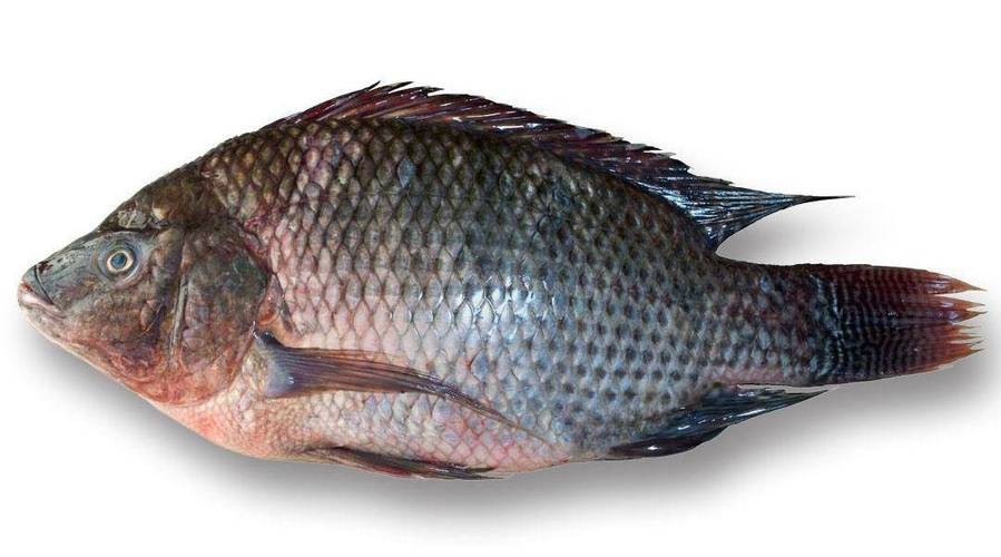 福壽魚圖片