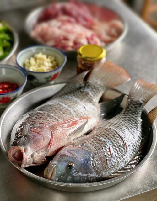 福壽魚圖片
