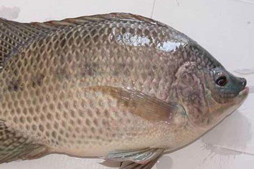 福壽魚圖片