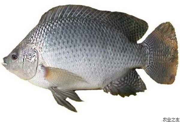 福壽魚圖片