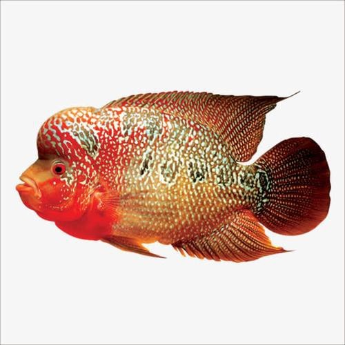 福壽魚圖片