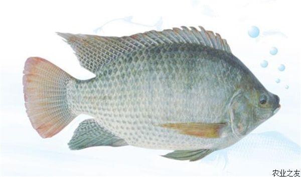 福壽魚圖片