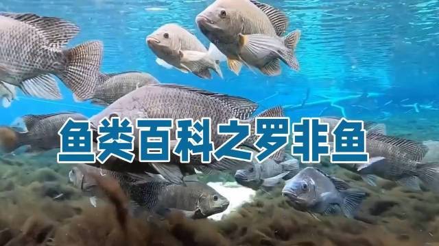 福壽魚圖片