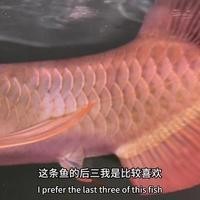 能推薦一些紅龍魚養殖視頻嗎？ 能推薦一些紅龍魚養殖視頻嗎？ 2025長城杯龍魚大賽 第2張