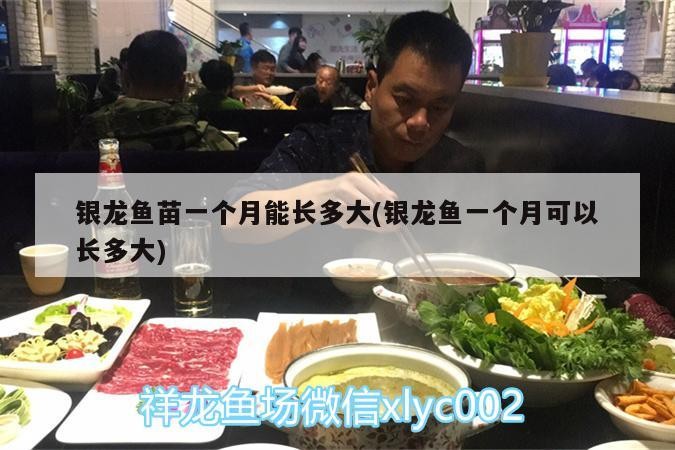 銀龍魚苗一個(gè)月能長(zhǎng)多大(銀龍魚一個(gè)月可以長(zhǎng)多大) 銀龍魚苗一個(gè)月能長(zhǎng)多大(銀龍魚一個(gè)月可以長(zhǎng)多大) 銀龍魚百科