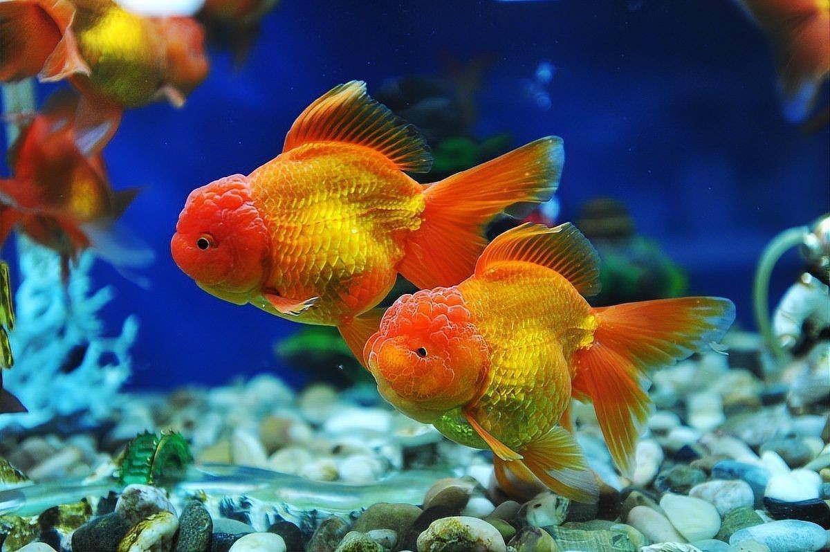 紅尾美人魚能和泰獅混養嗎 龍魚論壇 第1張 紅尾美人魚能和泰獅混養嗎 紅尾美人魚能和泰獅混養嗎 龍魚論壇 第1張