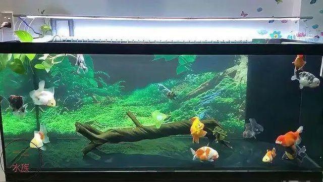 紅尾美人魚能和泰獅混養嗎 龍魚論壇 第5張 紅尾美人魚能和泰獅混養嗎 紅尾美人魚能和泰獅混養嗎 龍魚論壇 第5張
