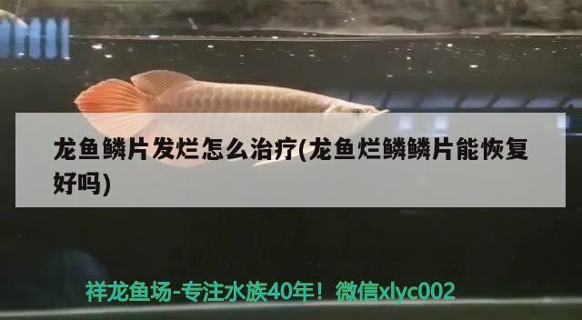 平羅縣花之戀花卉店