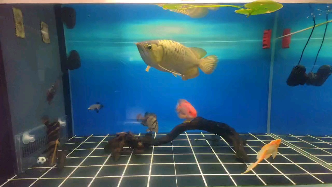 換了1/4濾材，多加一層棉，水質清亮了一點 換了1/4濾材，多加一層棉，水質清亮了一點 龍魚論壇