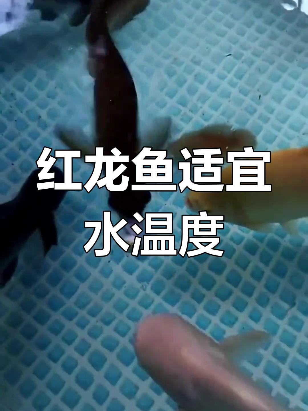 帝王紅龍最佳飼養溫度是多少？ 帝王紅龍最佳飼養溫度是多少？ 龍魚論壇 第4張