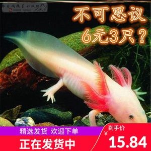 六角恐龍魚吃魚苗嗎：六角恐龍魚會吃魚苗嗎